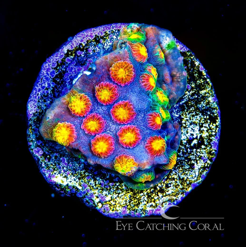 Jason Fox Techno Cyphastrea Frag — Special Order [AC806]