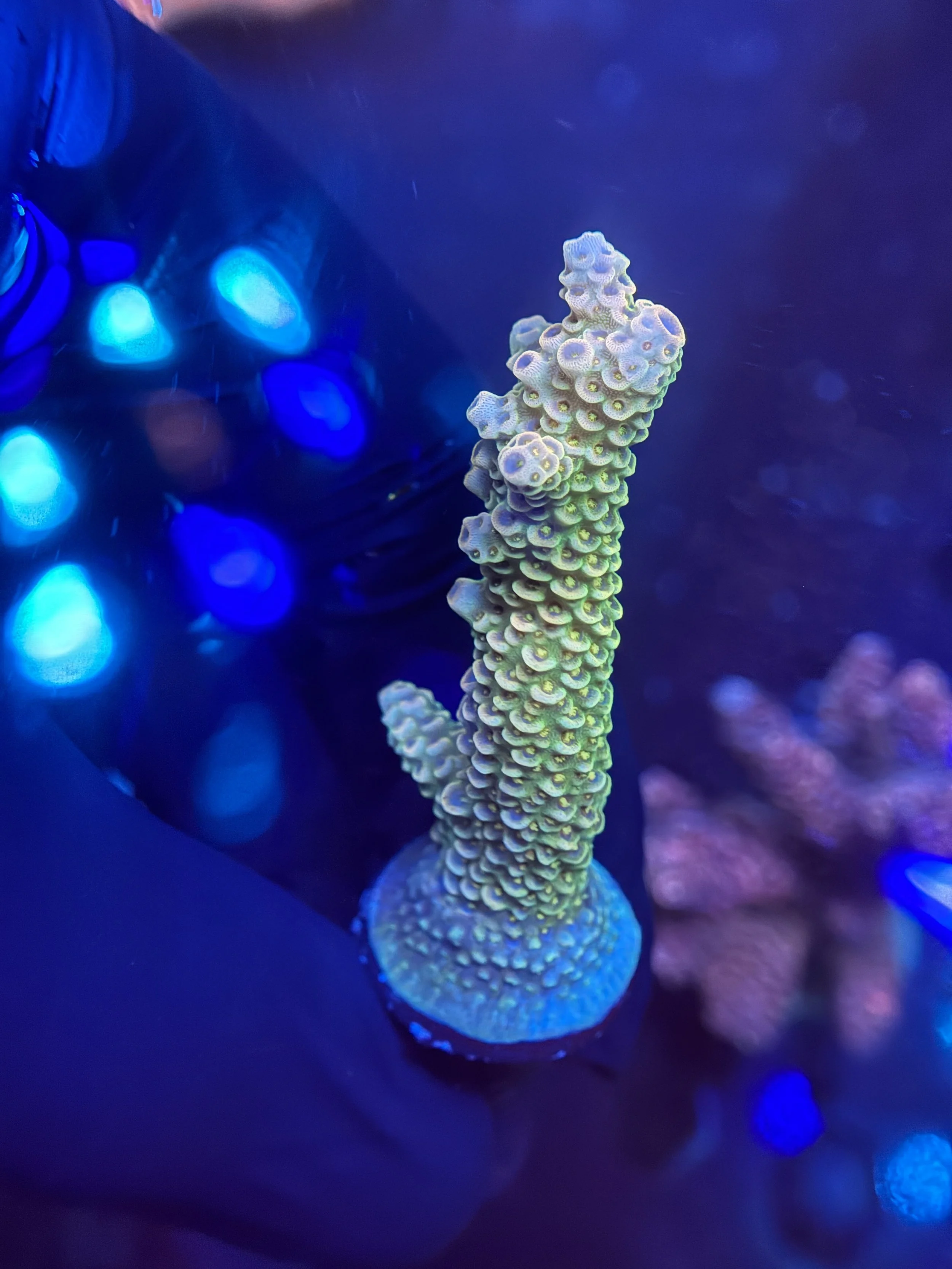 Acropora Frag 001 $30.JPG