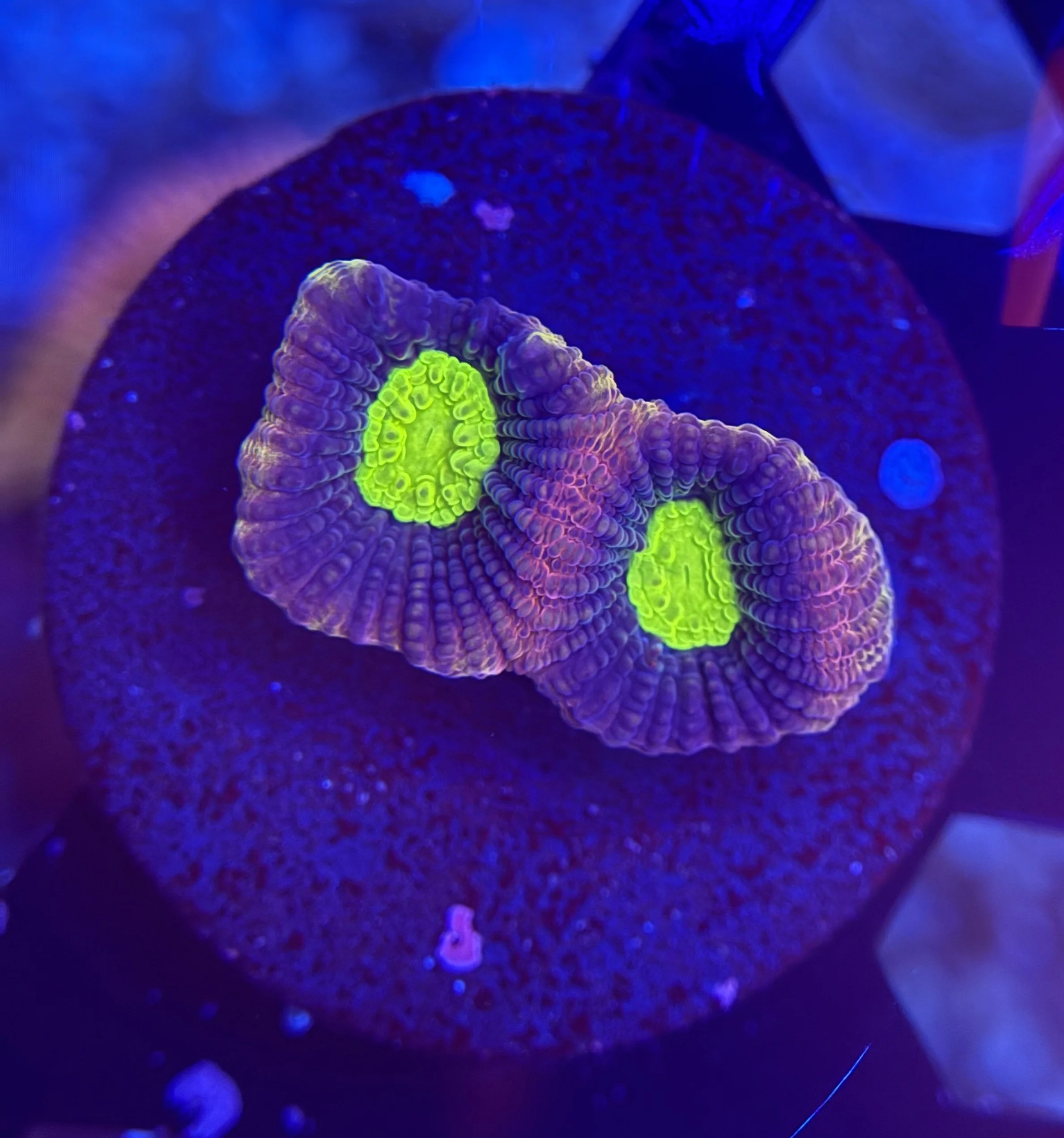 Dragon Soul Prism Favia Frag 003