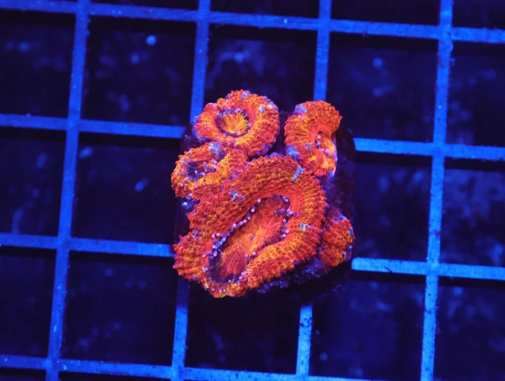 B38 -Aussie Rainbow Acan Lord — Special Order [SDC-B38]