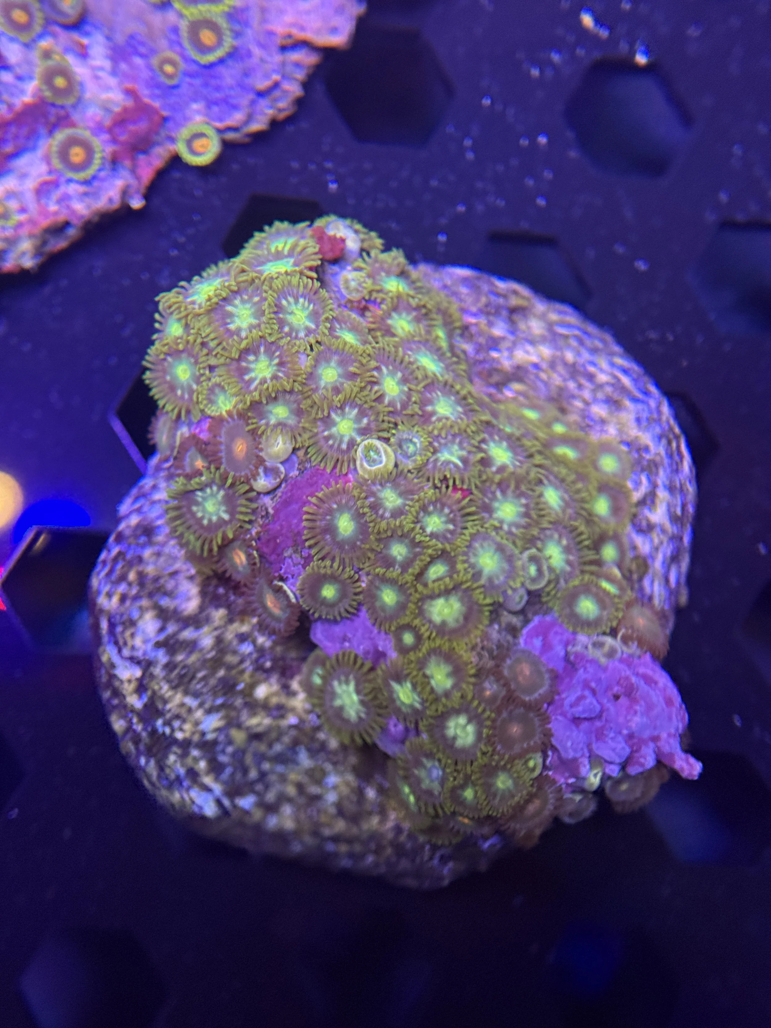 Mix Zoa Rock Colony