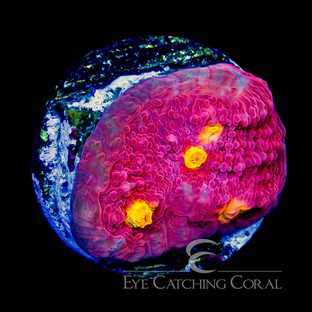 ECC Orange Eye Chalice Frag — Special Order [AC1018]