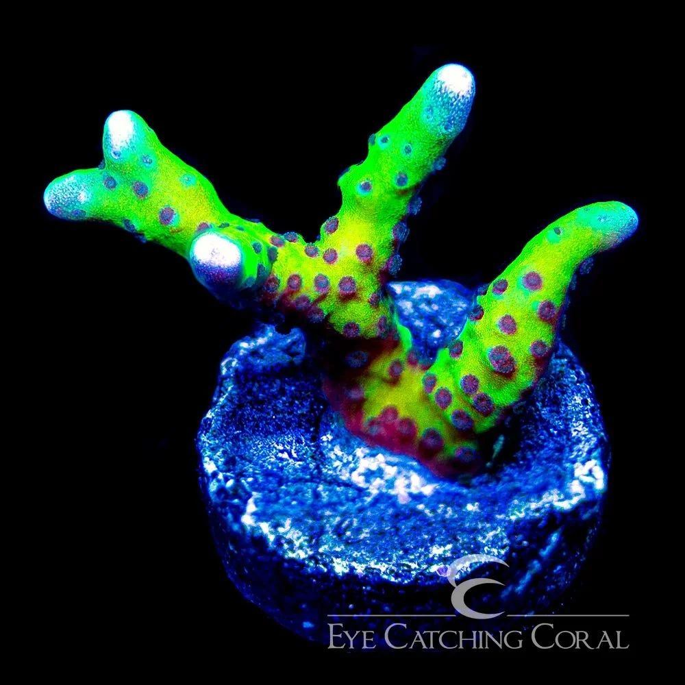ECC Luminescence Anacropora Frag — Special Order [AC886]