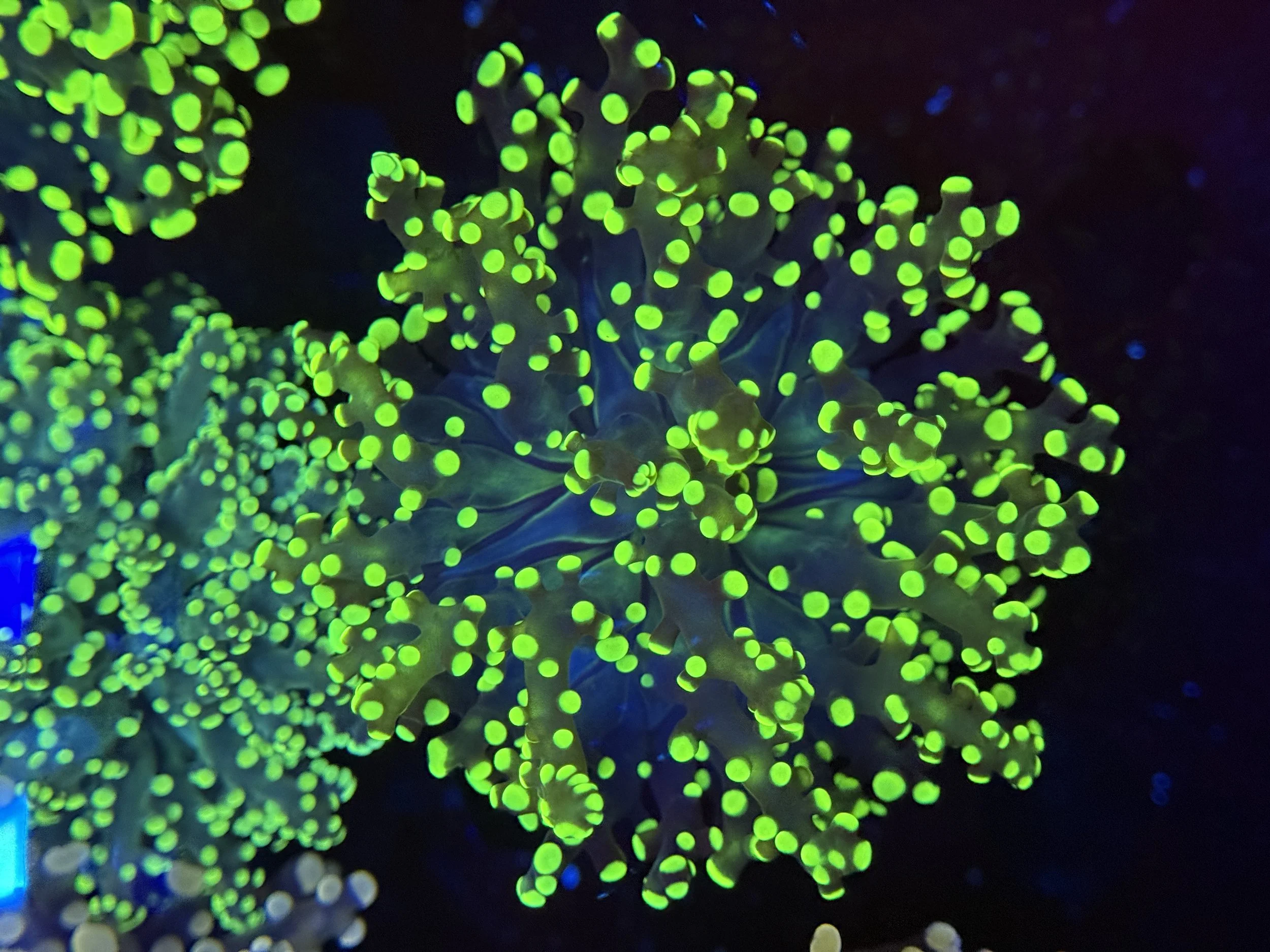 Gamma Ray Frogspawn