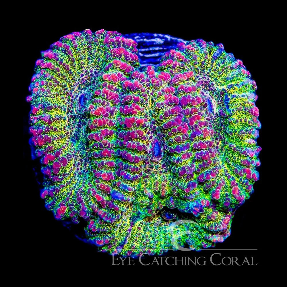 ECC Gold Rush Favia Frag — Special Order [AC977]