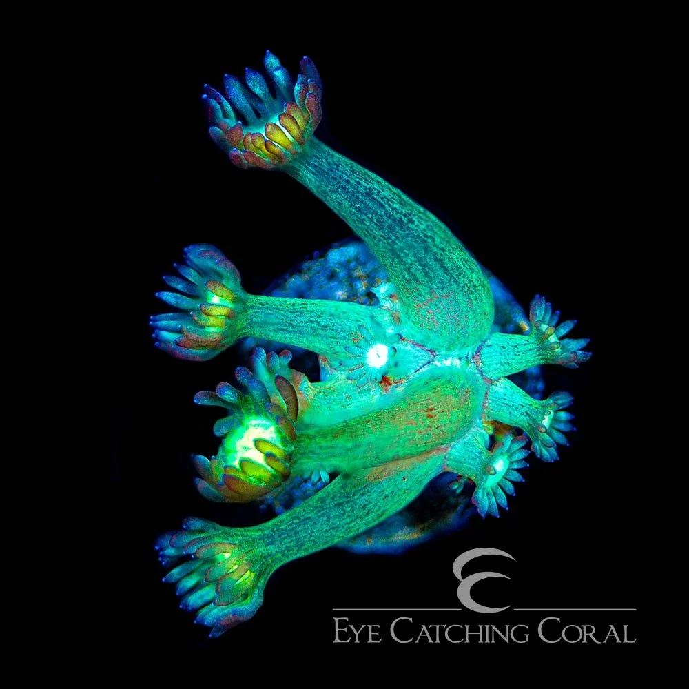 ECC Cosmic Eye Goniopora Frag — Special Order [AC916]