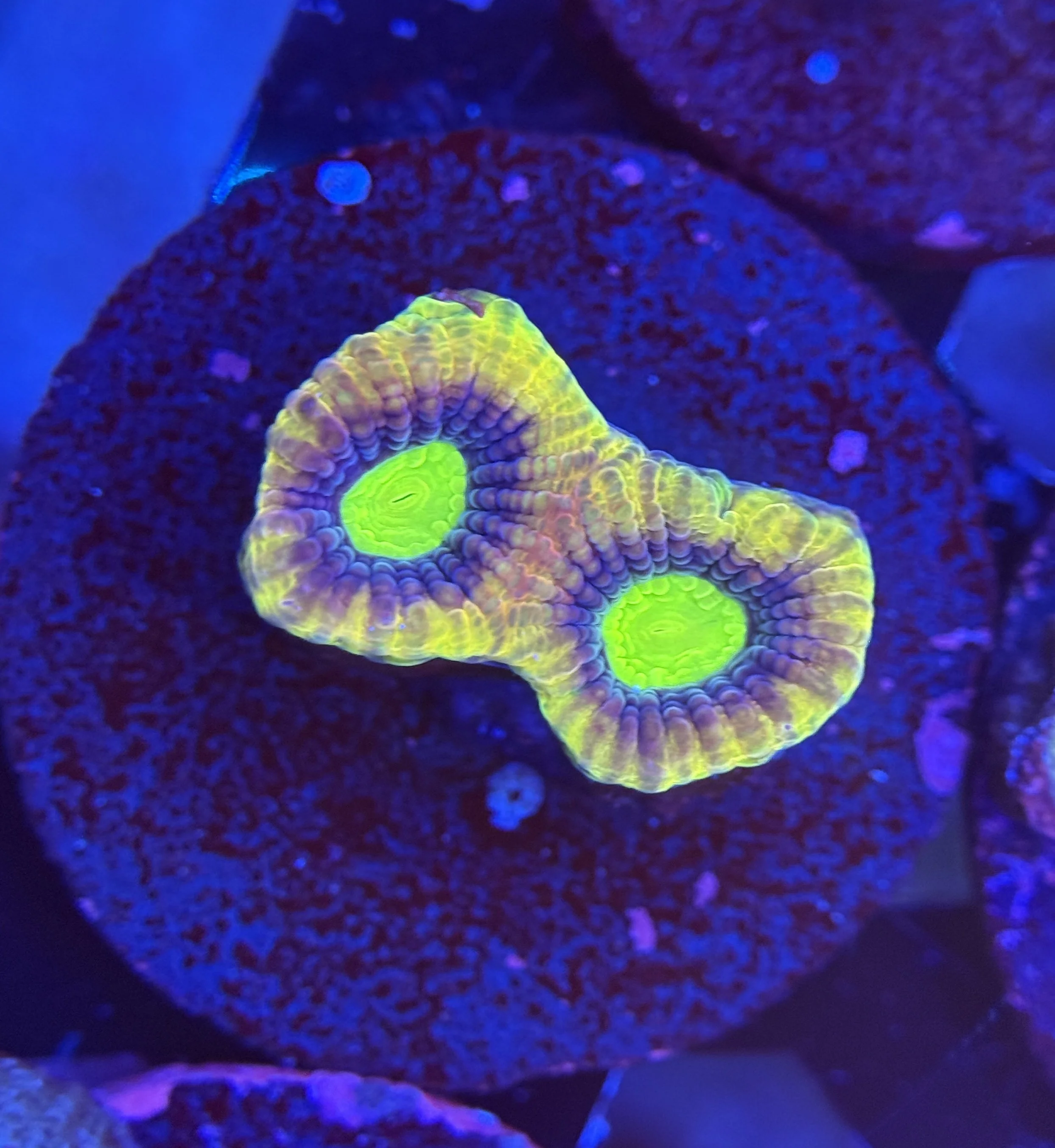 Dragon Soul Prism Favia Frag 001