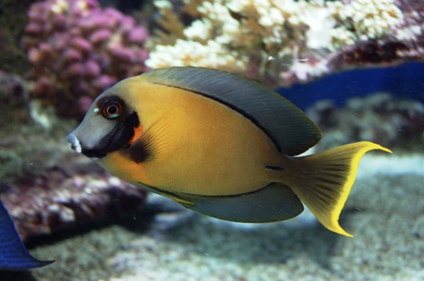 Chocolate Tang Large