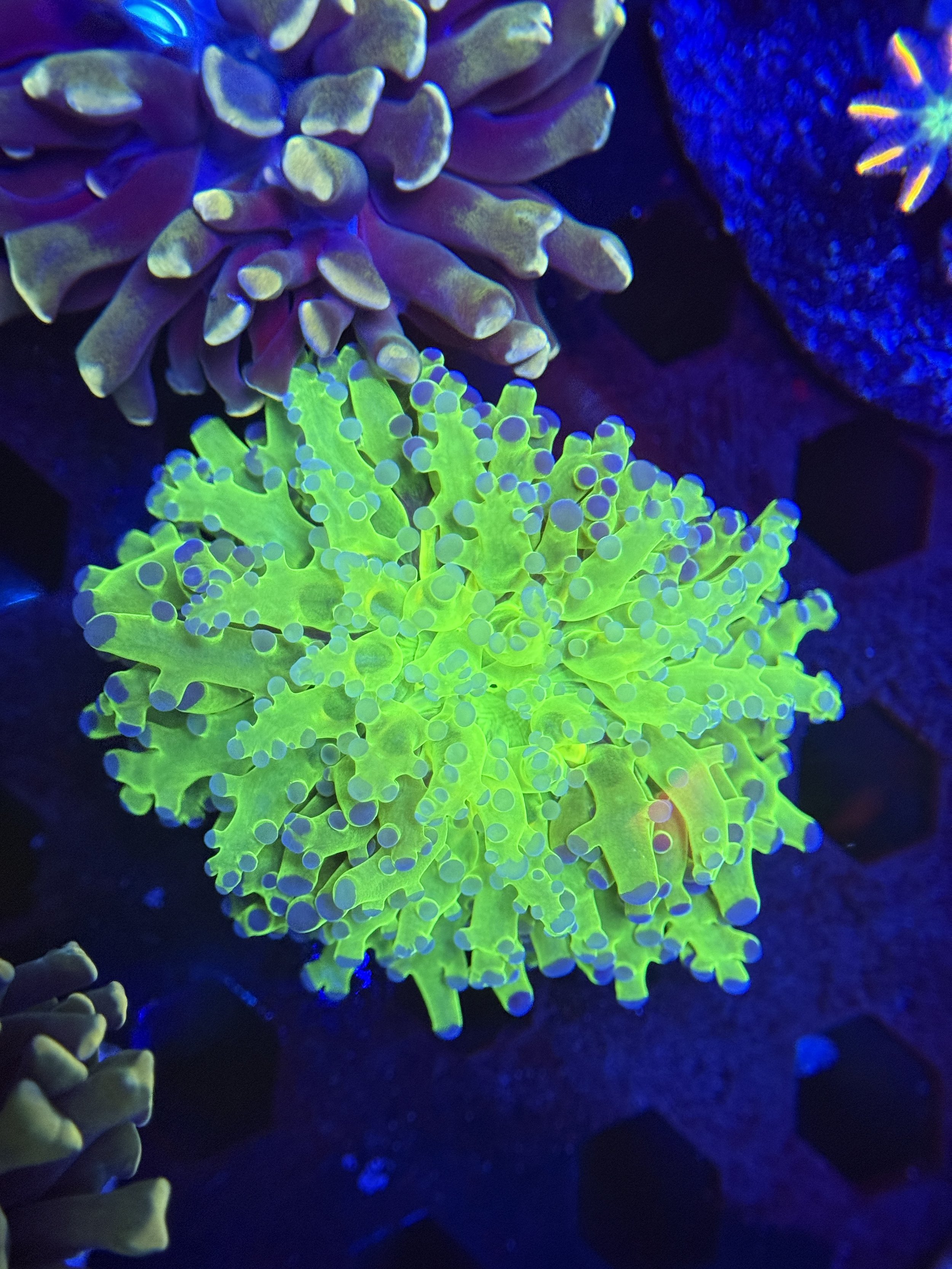 Neon Frogspawn