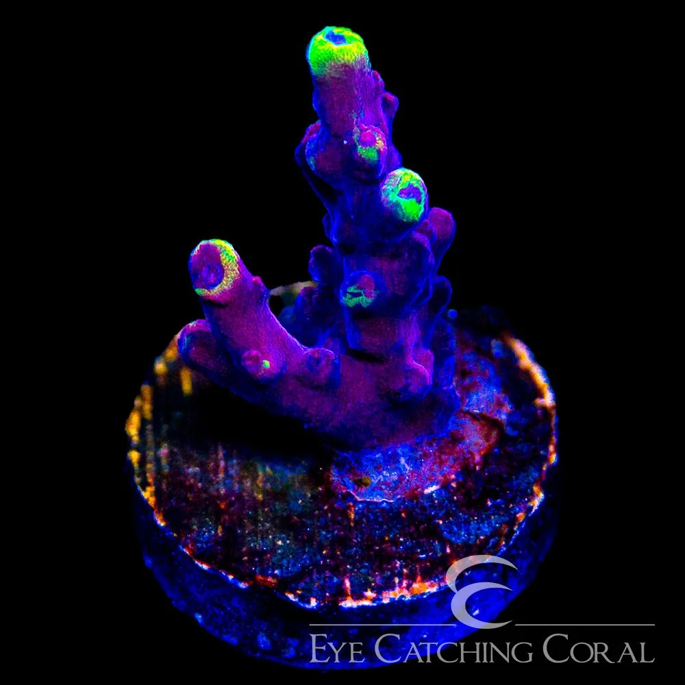 ECC Flame Tip Acropora Frag — Special Order [AC1146]