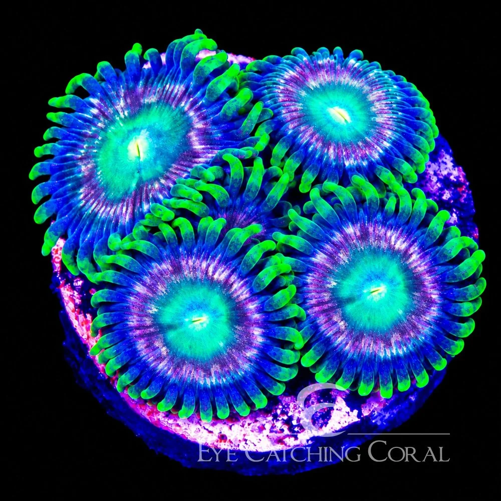 ECC Verdant Grove Zoanthid Frag (Big Polyp Zoa) (4+ Polyp Average) — Special Order [AC1086]