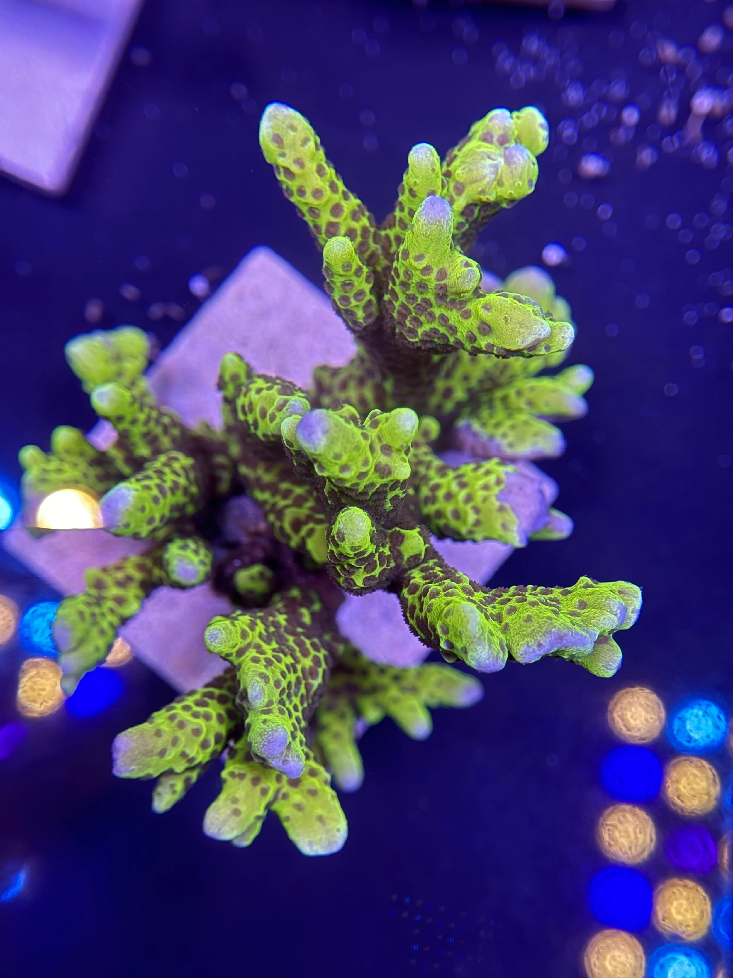Montipora Branching Spongodes Colony