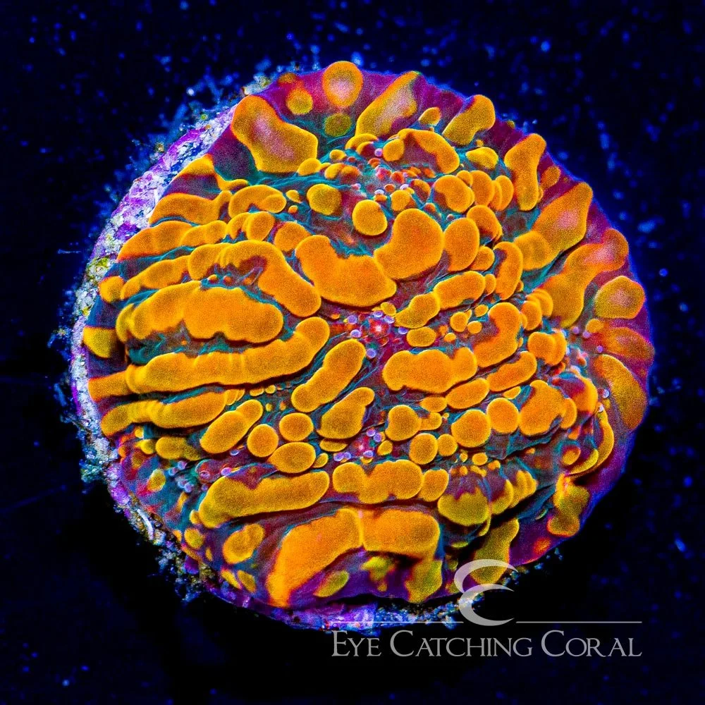 CC Cloudberries Chalice Frag — Special Order [AC416]