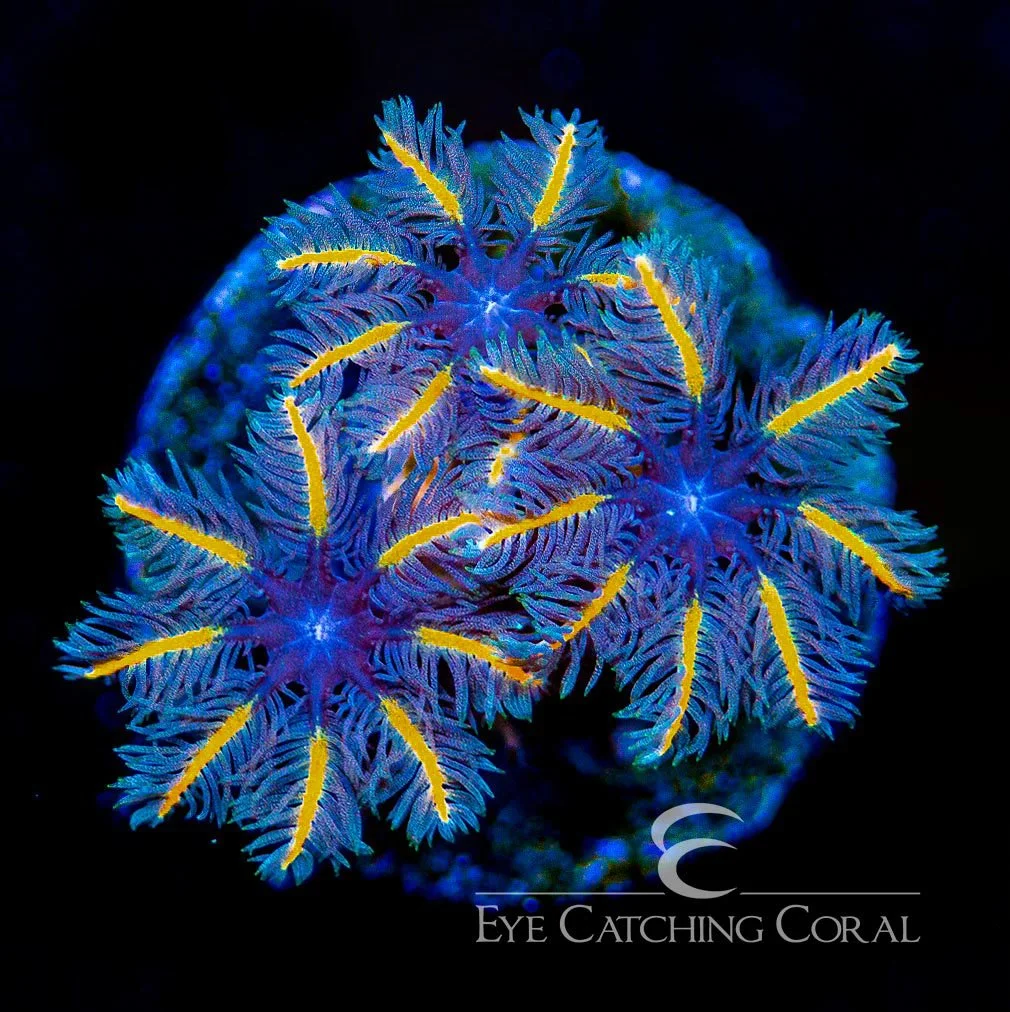 ECC Candy Corn Clove Polyp Frag — Special Order [AC820]