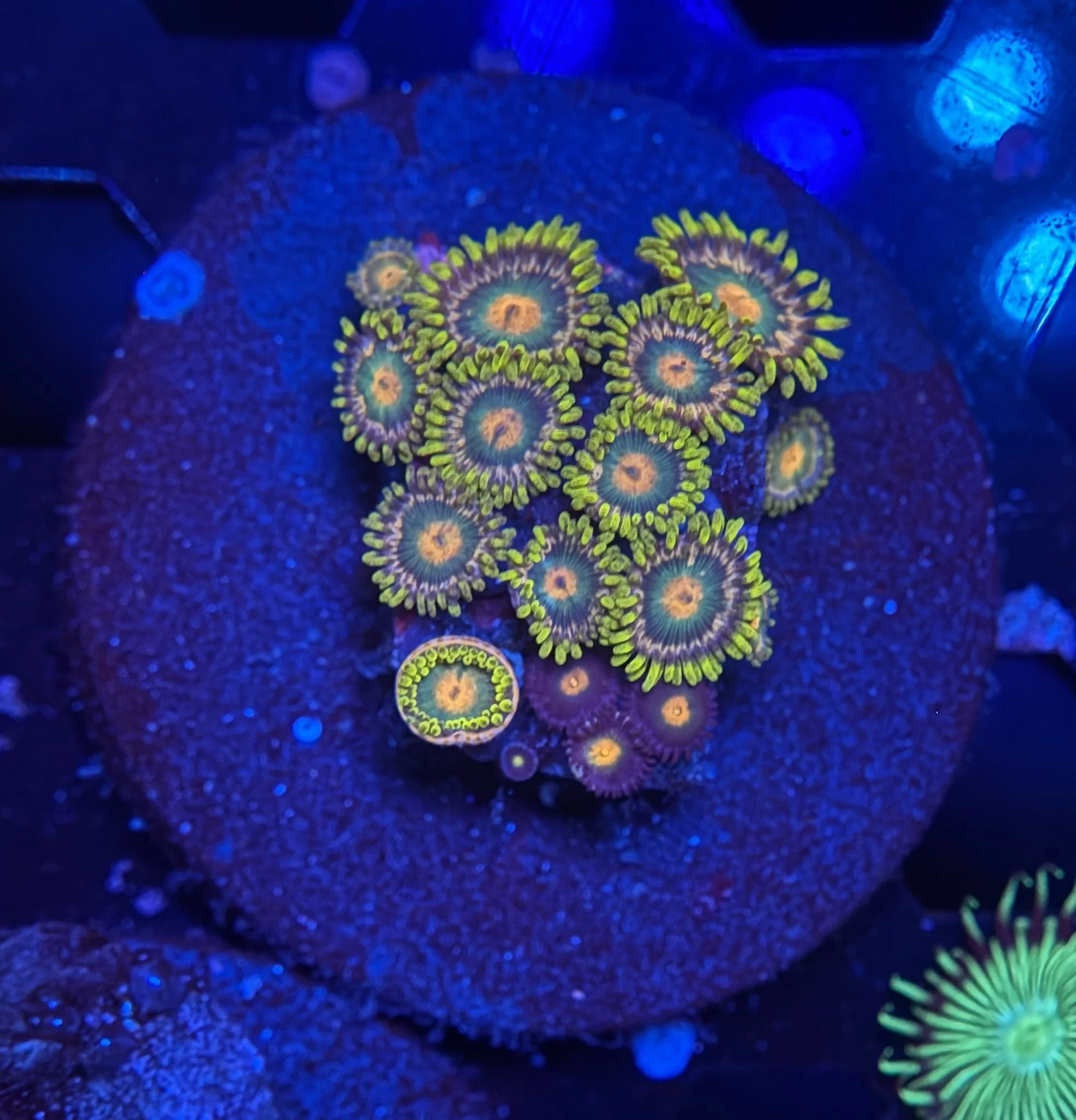 Assorted Zoa Frag 021