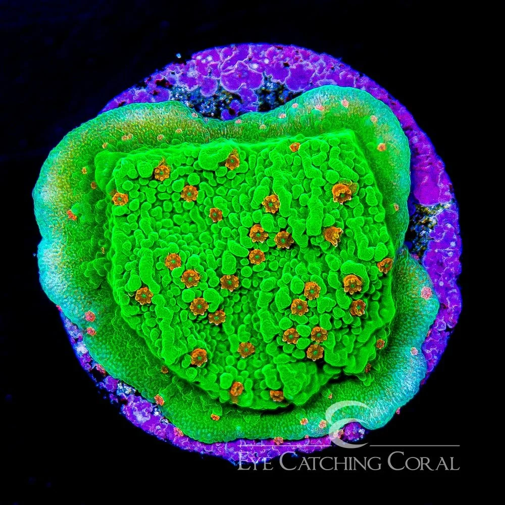 ECC Seasons Greetings Montipora Frag — Special Order [AC652]