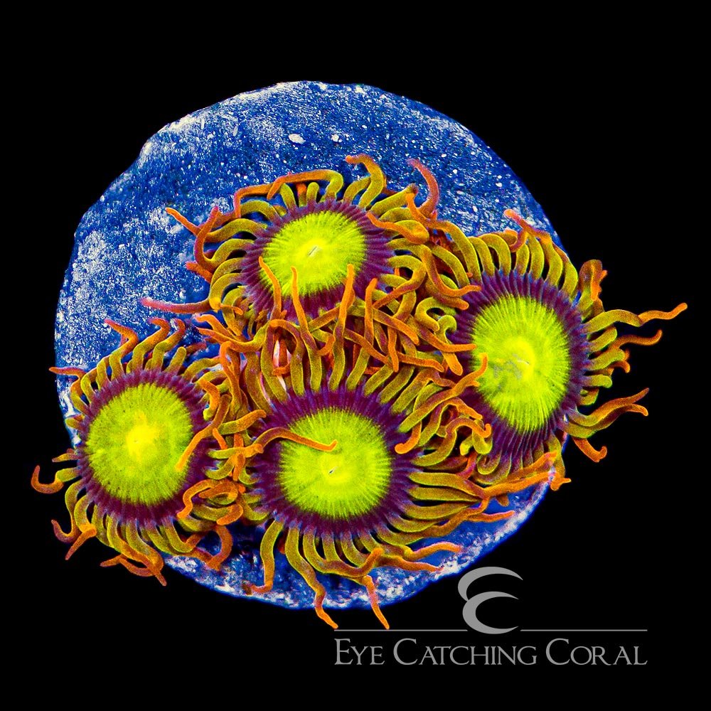 ECC Manderin Zoanthid Frag (4+ Polyp Average) — Special Order [AC269]
