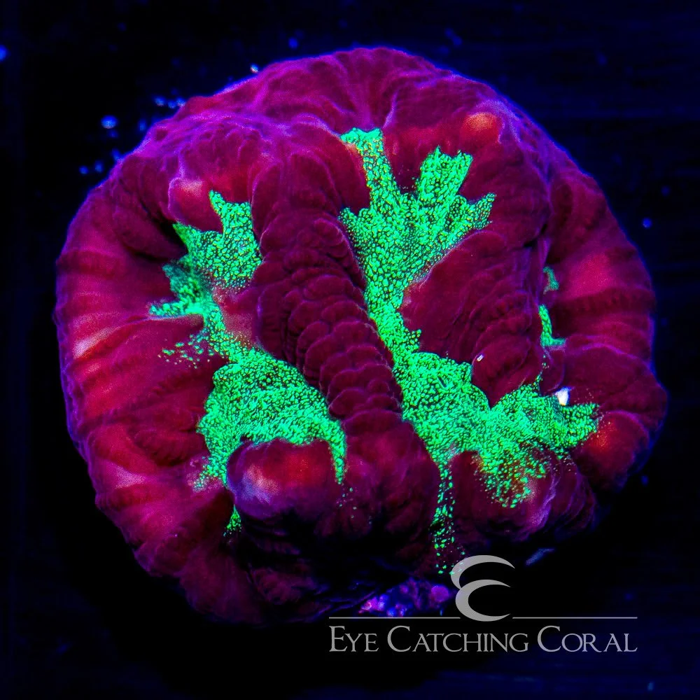 ECC Ectoplasm Favites Frag — Special Order [AC177]