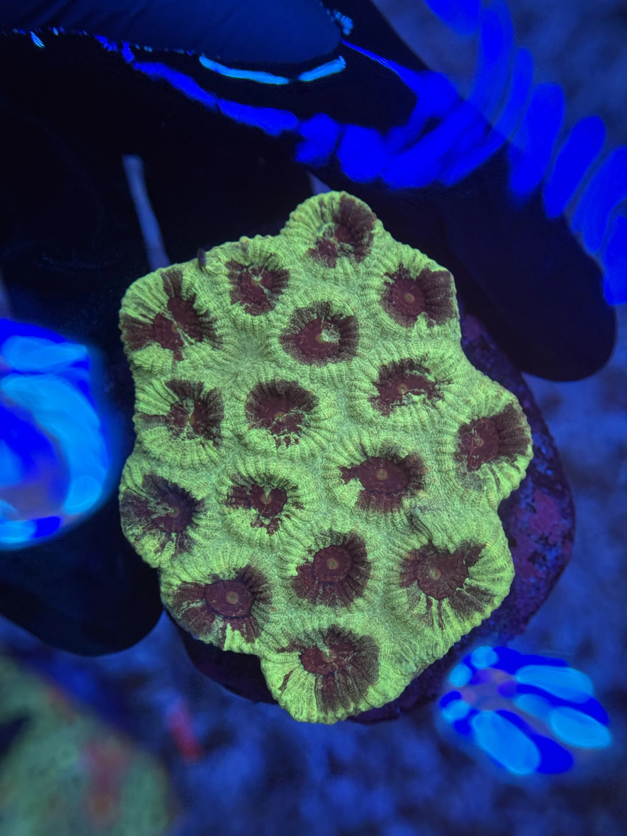 Ultra Favia Colony 003 $60.JPG