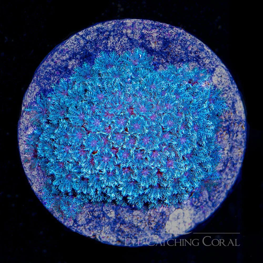 ECC Blue Snowflake Polyp Big Frag — Special Order [f1AC692]