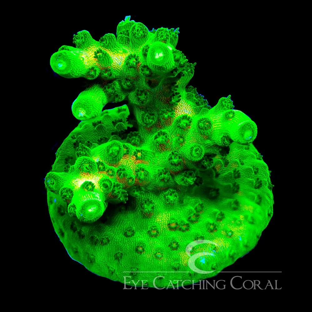 ECC Toxic Fusion Acropora Frag — Special Order [AC1031]