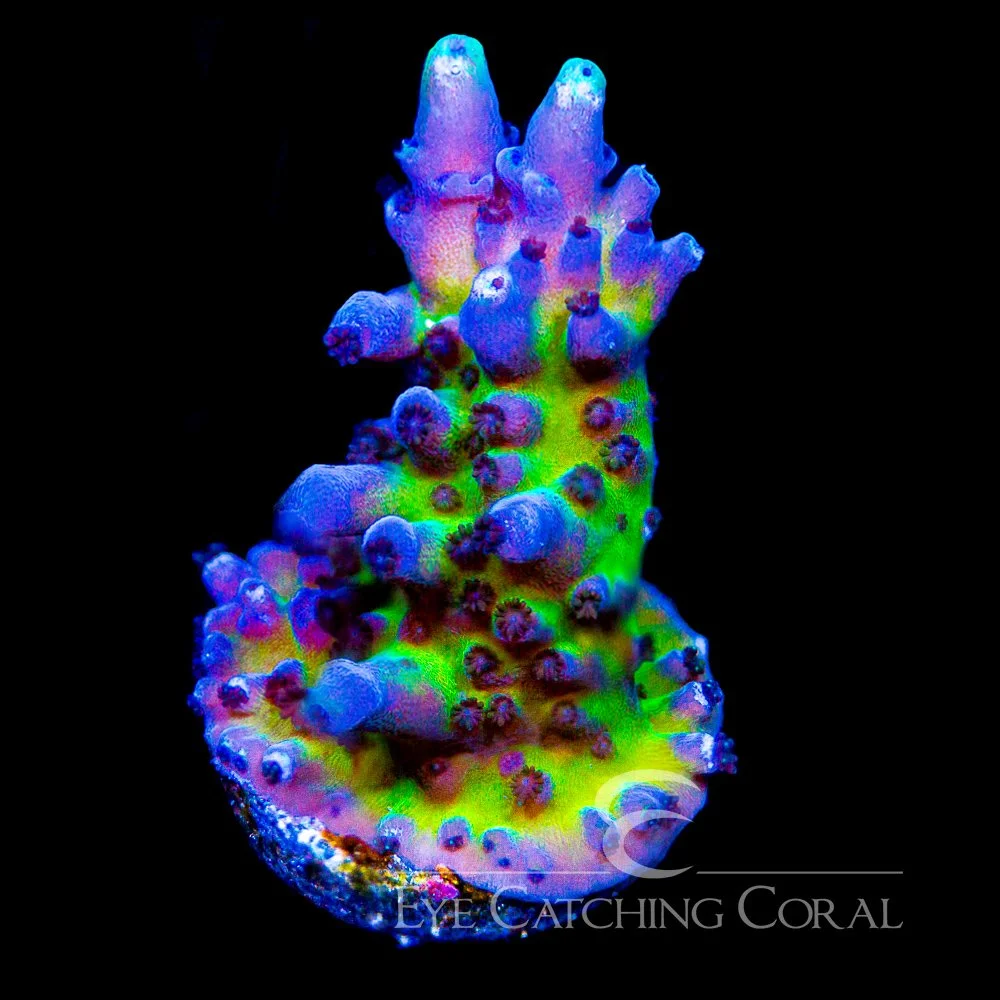 ECC Miyagi Tort Acropora Frag — Special Order [AC967]