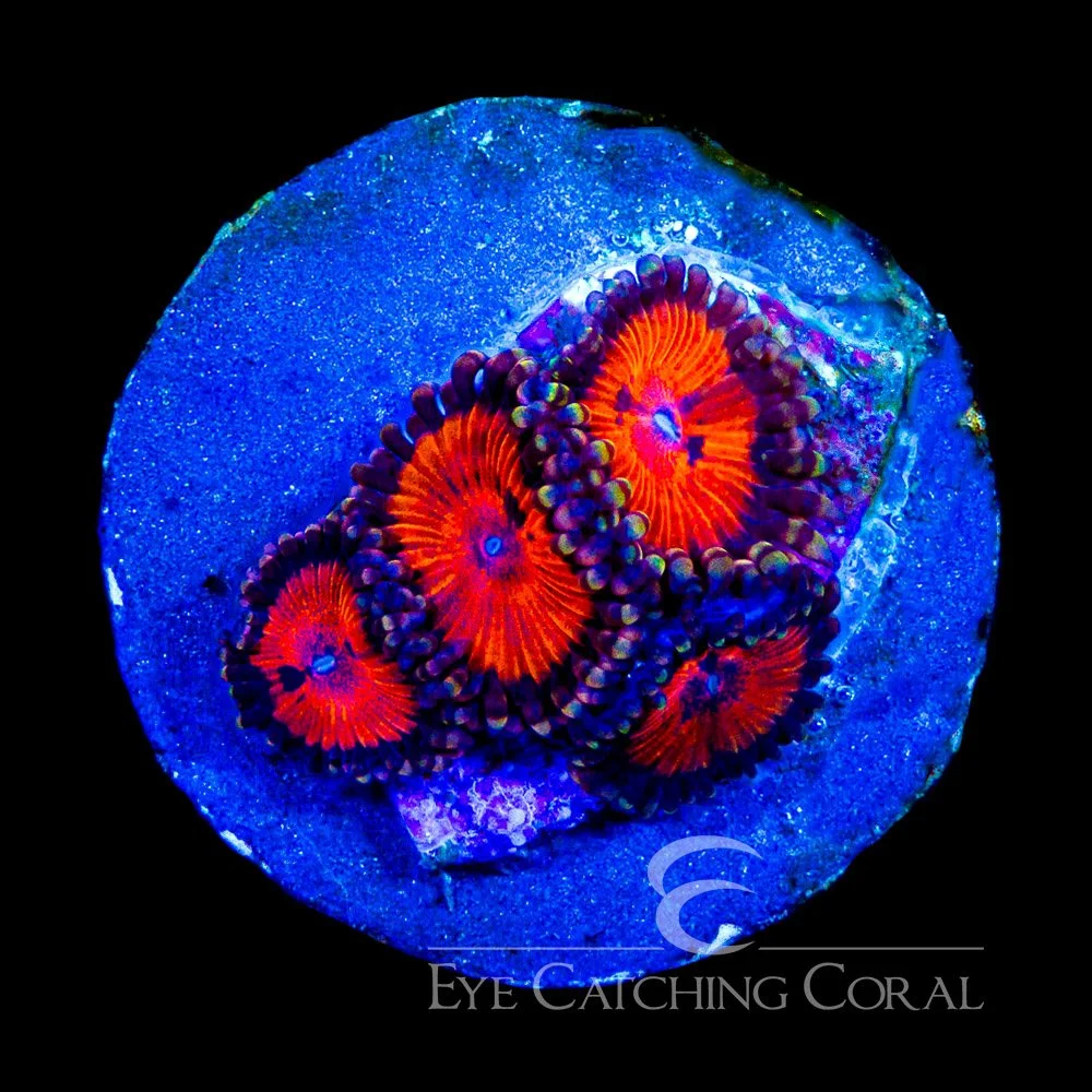 ECC Bow Tie Blaster Zoanthid Frag (4+Polyp Average) — Special Order [AC1108]