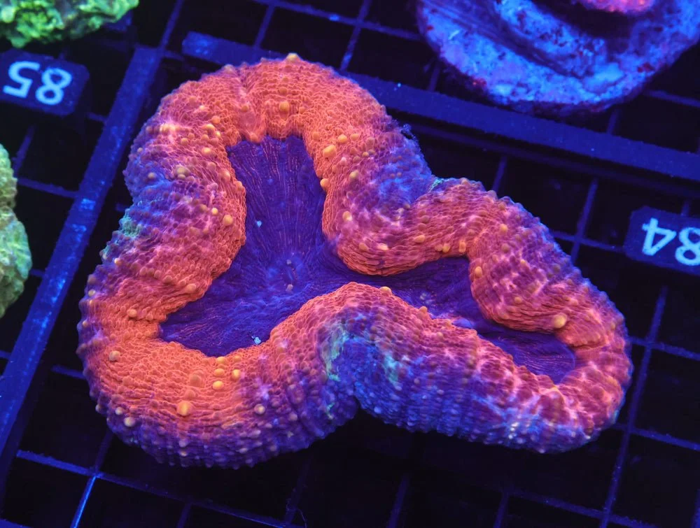 B84 -Aussie Dragons Lair Lobo — Special Order [SDC-B84]