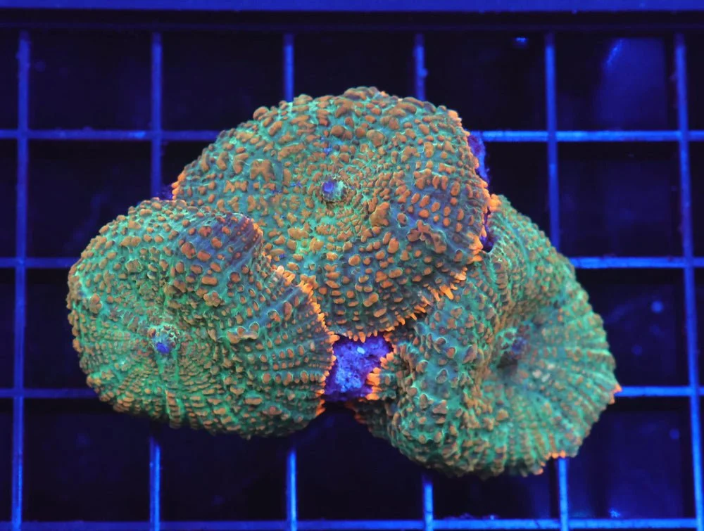 B59 -Orange Crush Rhodactis Mushroom — Special Order [SDC-B59]