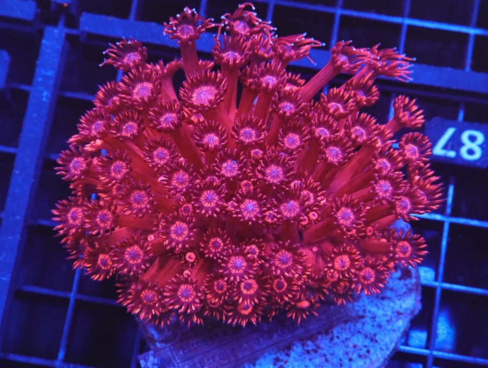 B87 -Indo Red Devil Goniopora — Special Order [SDC-B87]