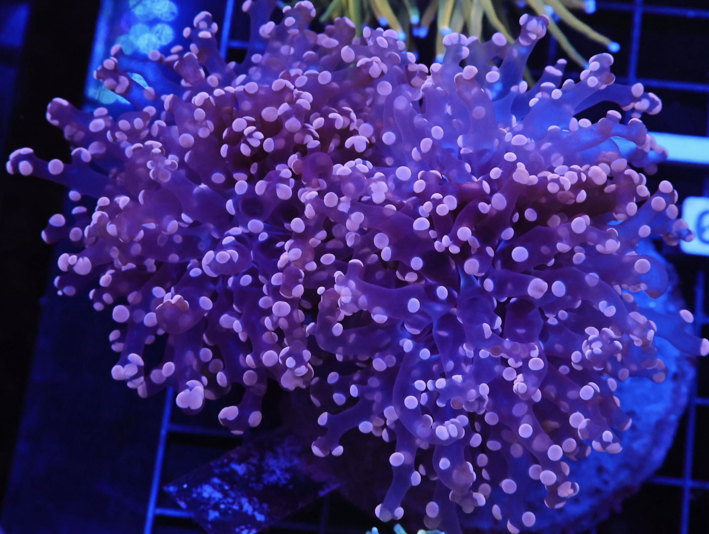 Peach Frogspawn 3 Heads .png