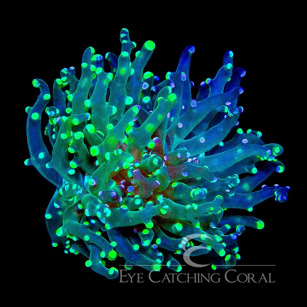 ECC Sweet & Sour Frogspawn Frag — Special Order [AC1010]