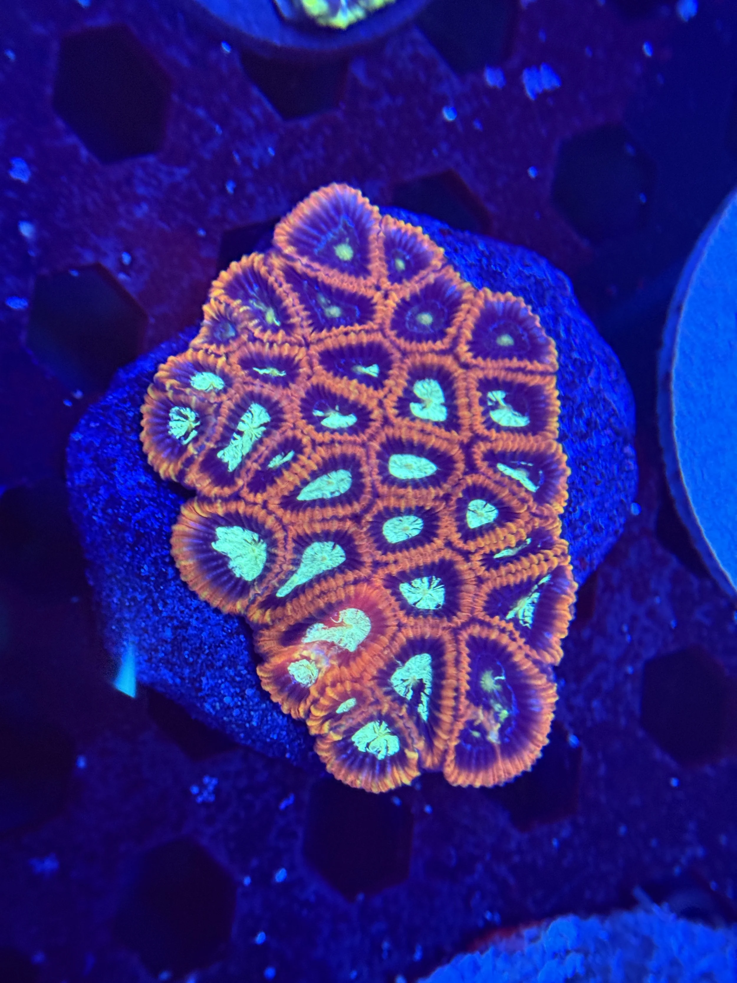 Micro Favia Colony