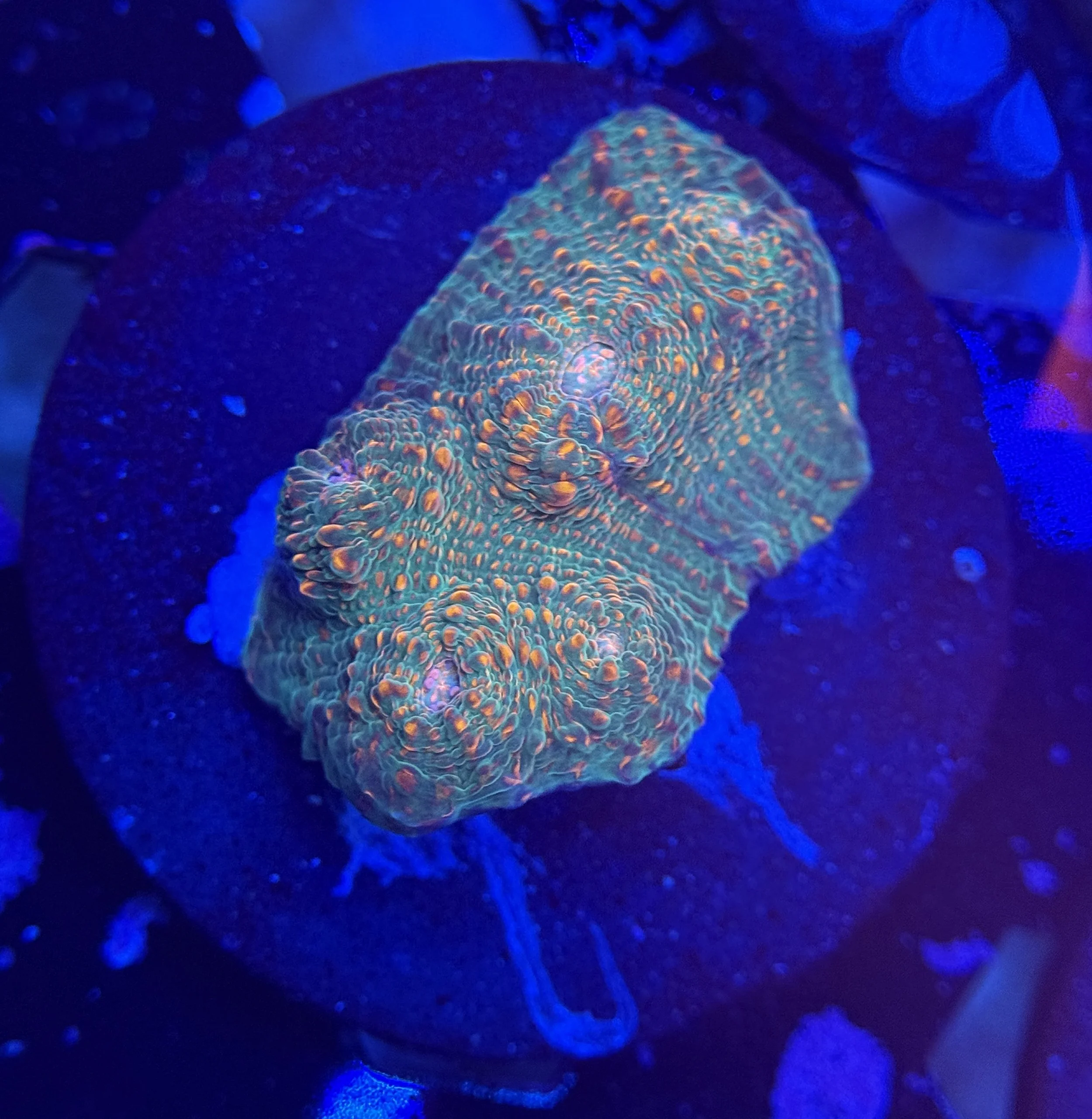 Ultra Chalice Frag 006