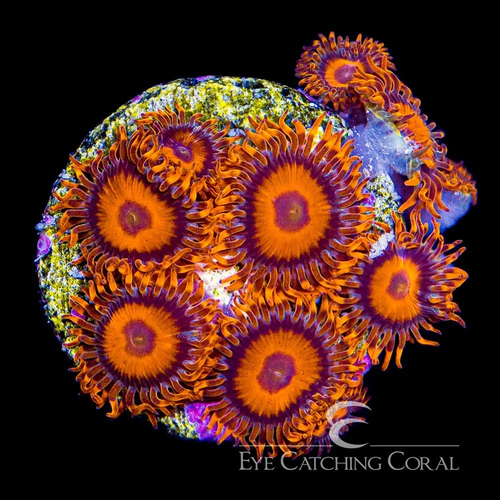 ECC Orange Oxide Zoanthid Frag (4+ Polyp Average) — Special Order [AC147]