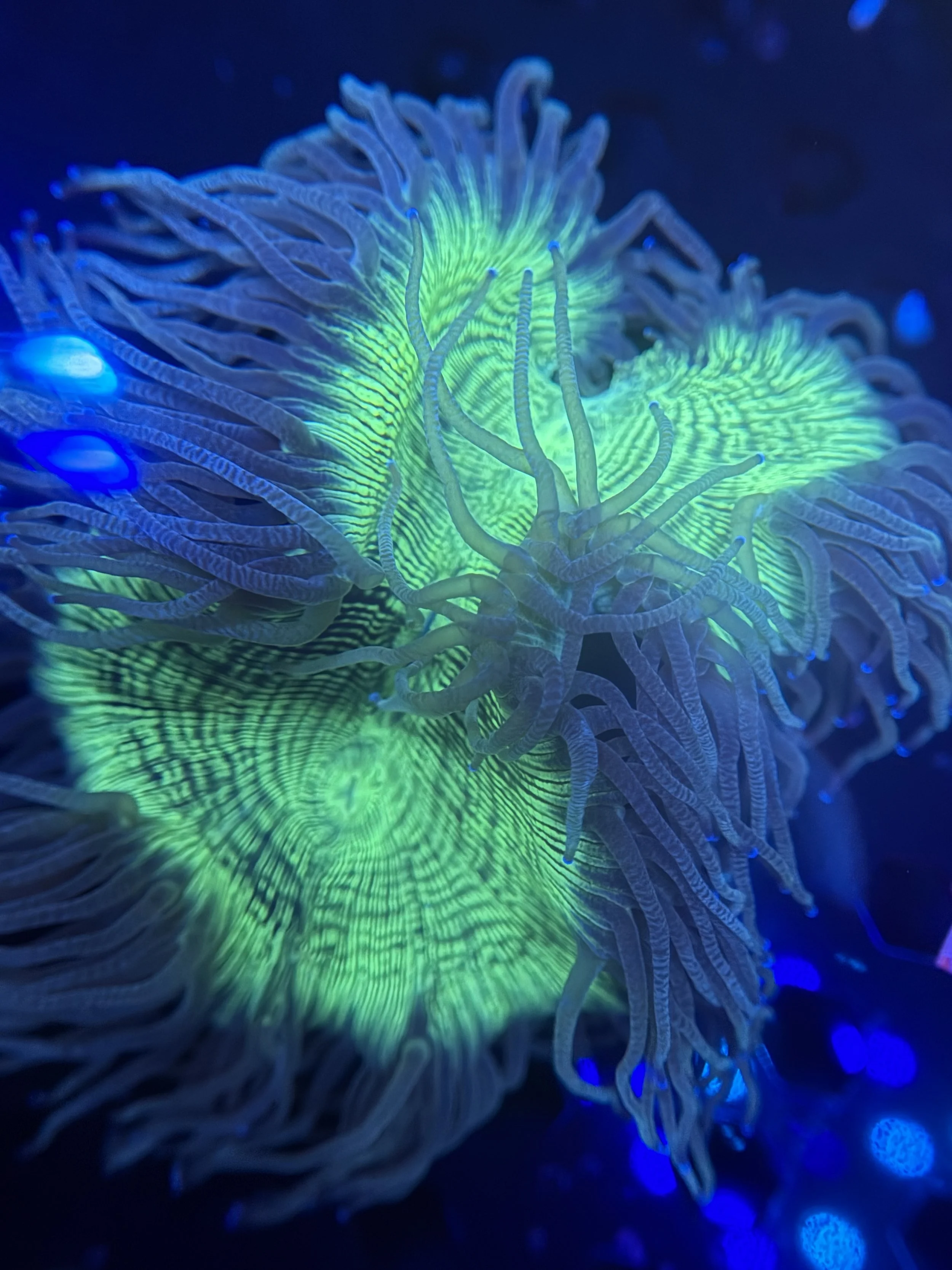 Elegance Coral $80.JPG