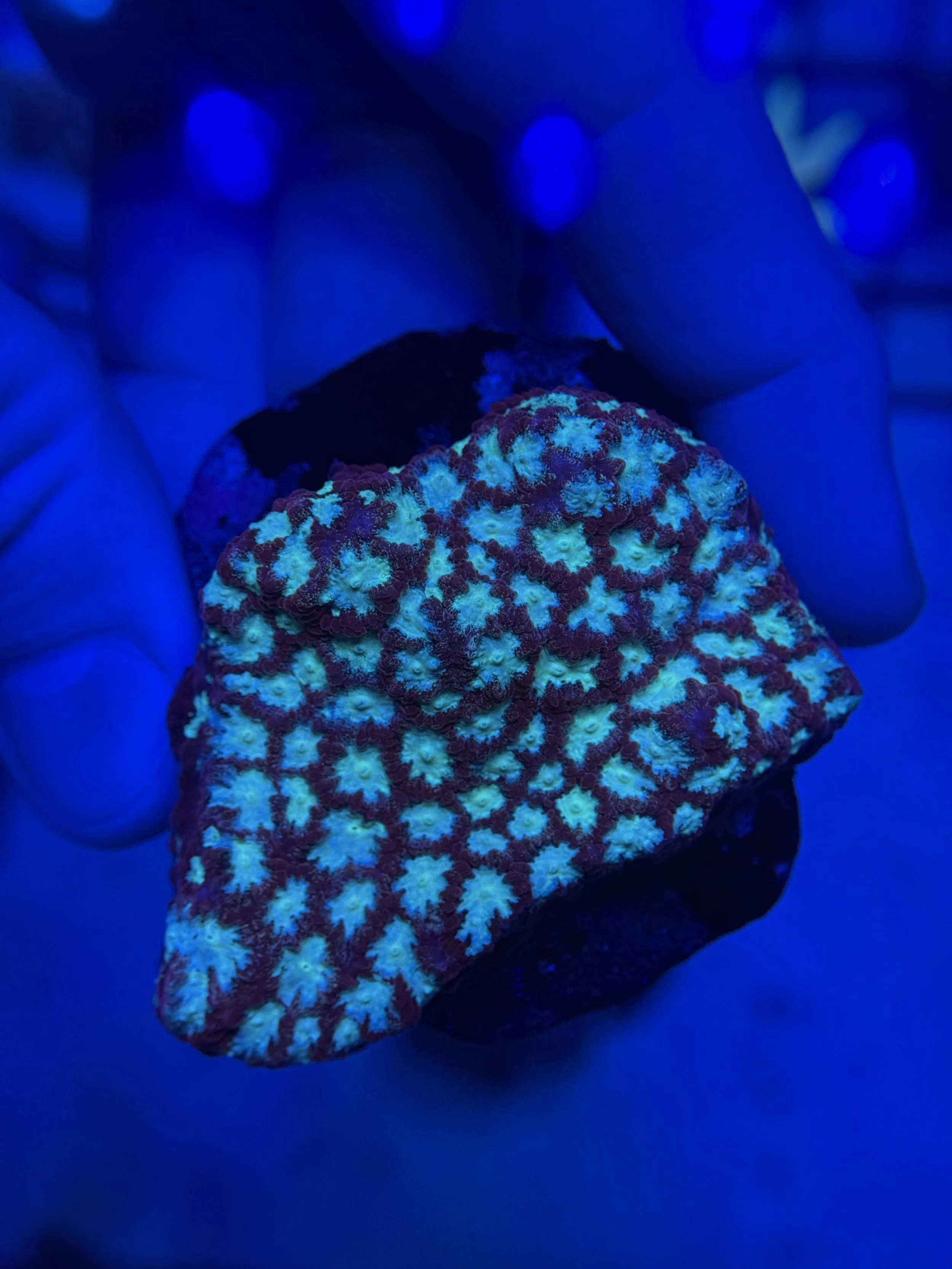 Solar Burst Favites Mini Colony