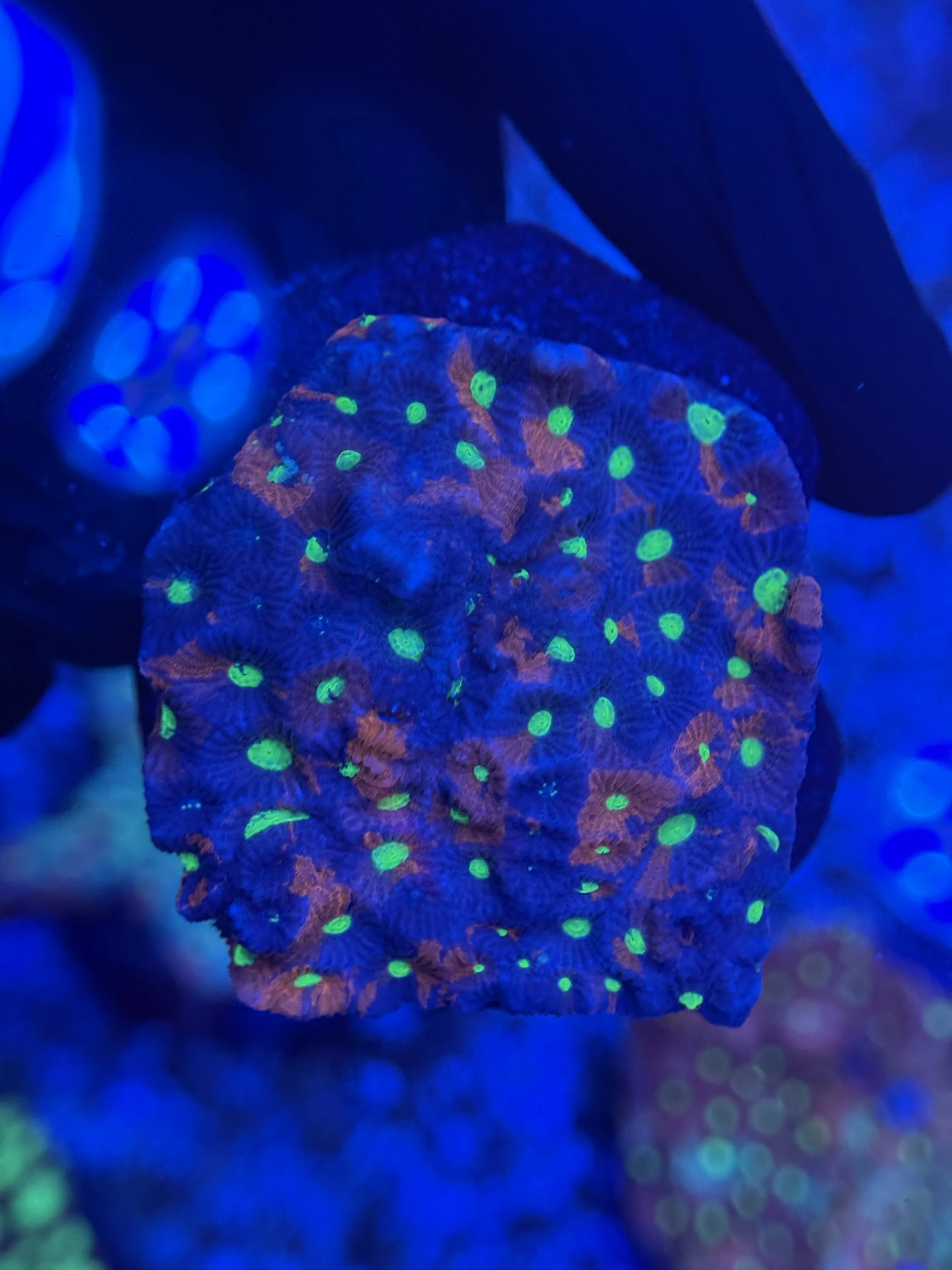 War Coral Colony 004