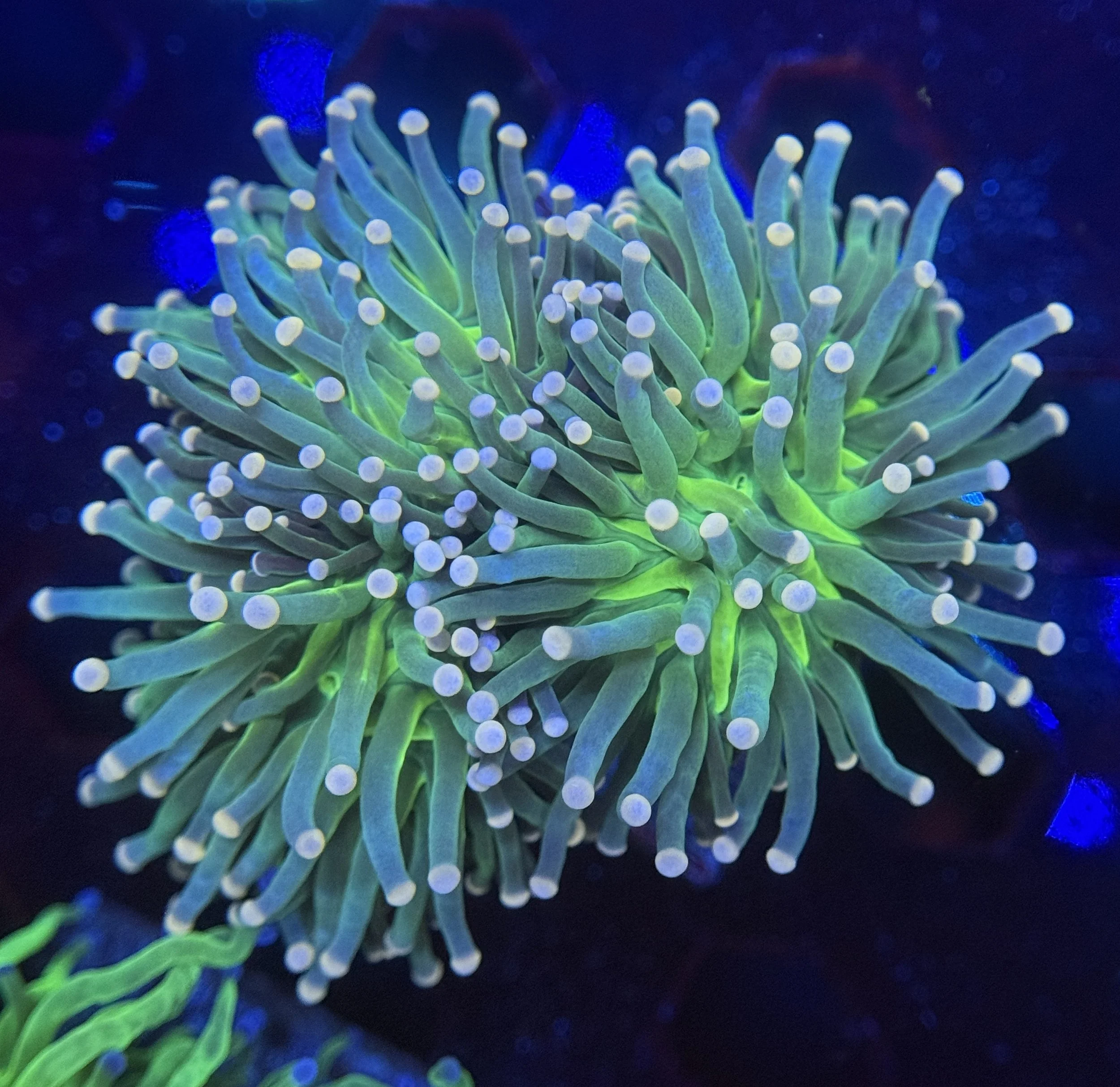 Pink Tip Torch Colony $200.jpg