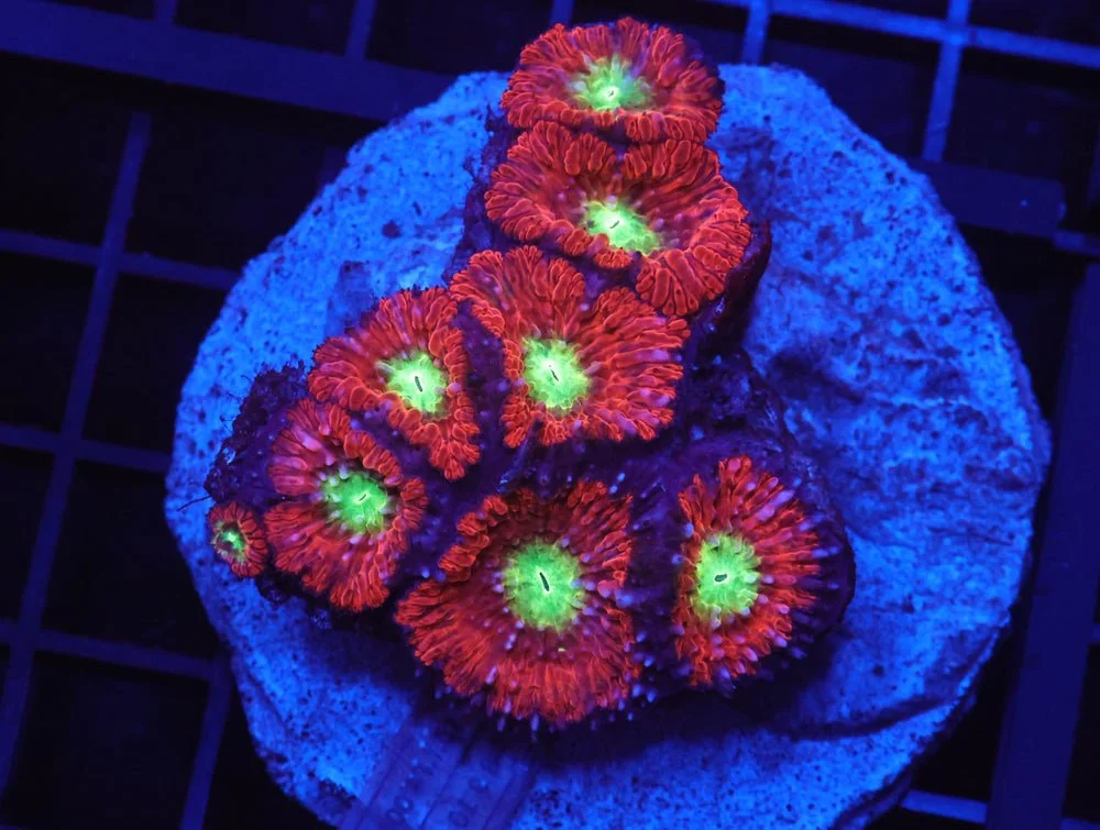 B108 - Indo Crimson Glow Light Blasto — Special Order [SDC-B108]