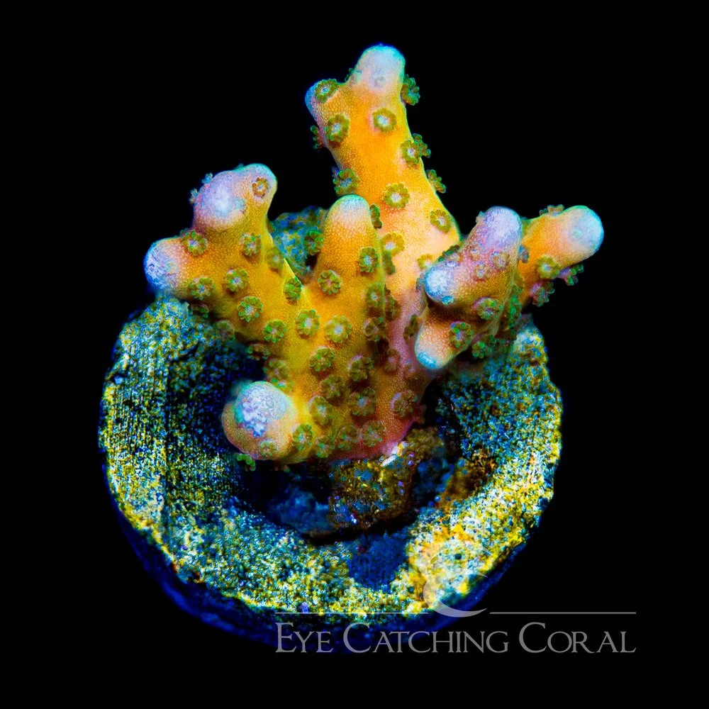 ECC Tropicana Anacropora Frag — Special Order [AC999]