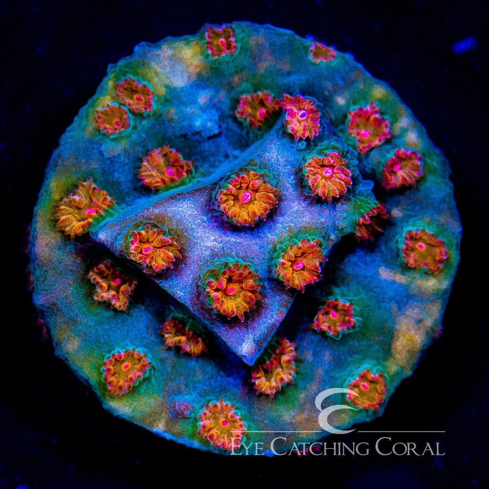 ECC Meteor Shower Cyphastrea Frag — Special Order [AC112]