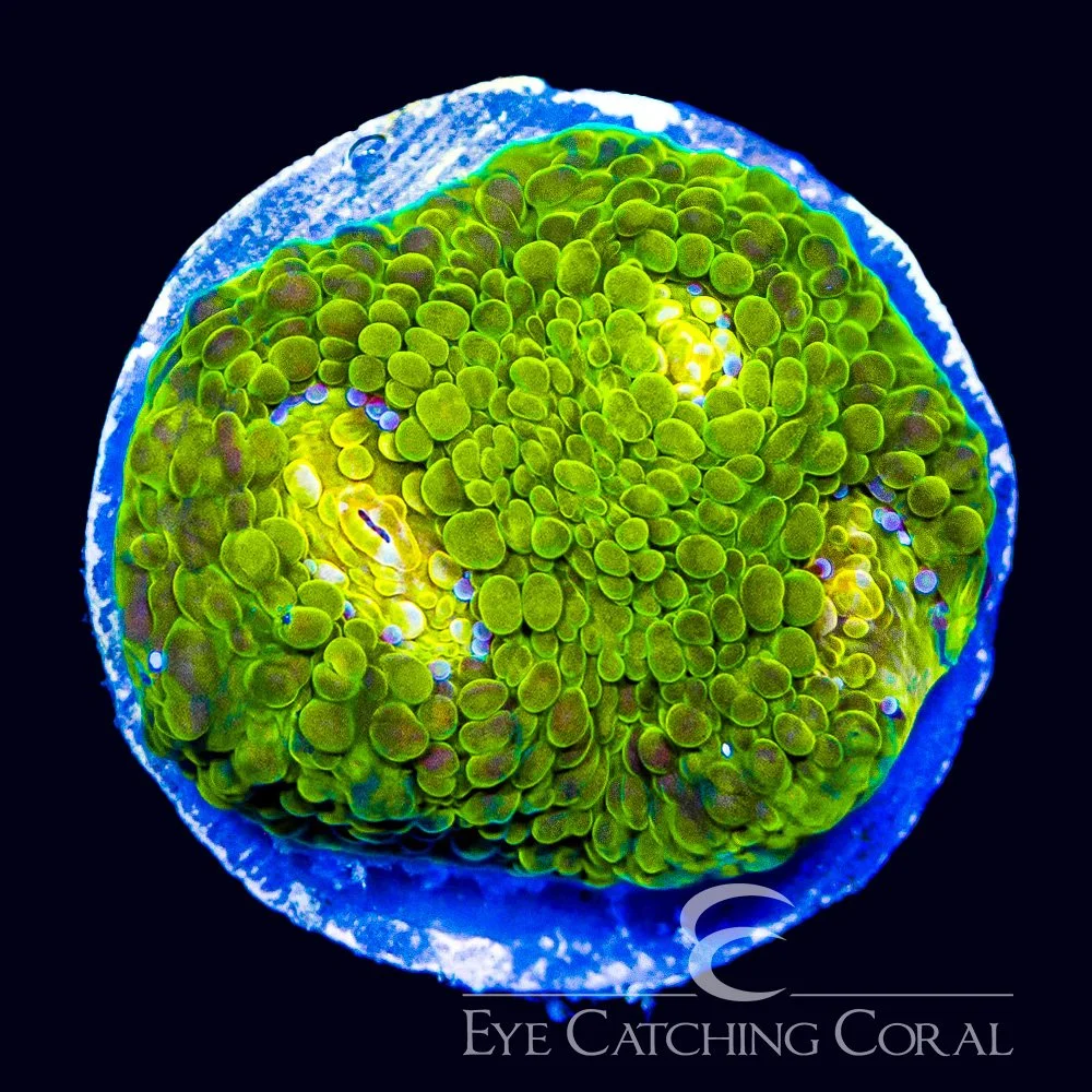 ECC Radiant Glow Chalice Frag — Special Order [AC1150]