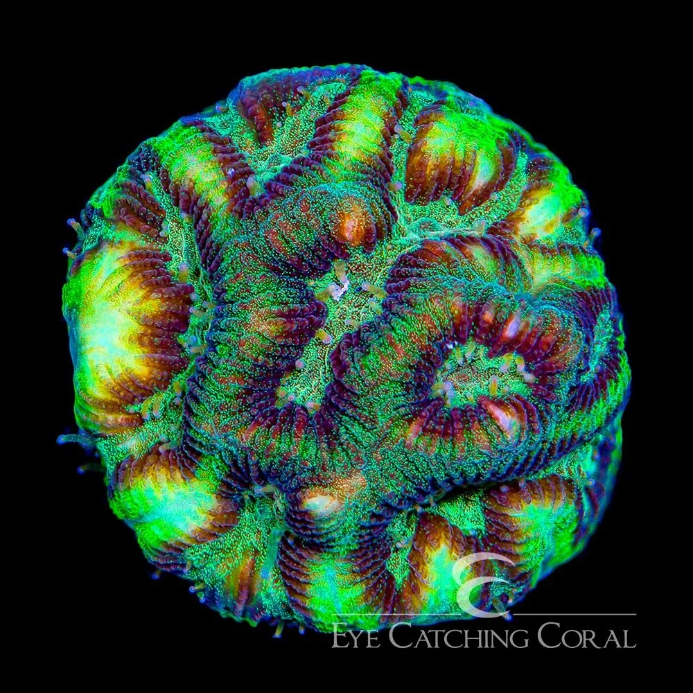 ECC Next Life Platygyra Frag — Special Order [AC811]