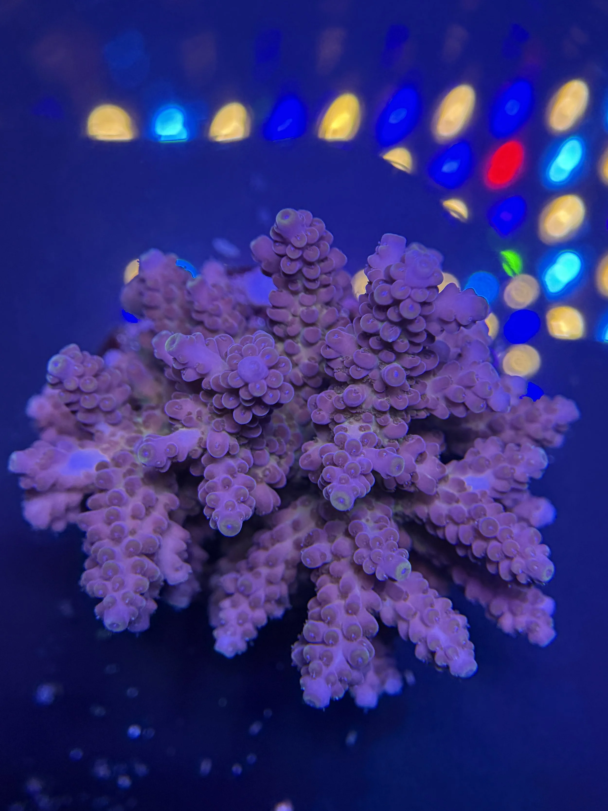 Indo Acro Premium Cultured