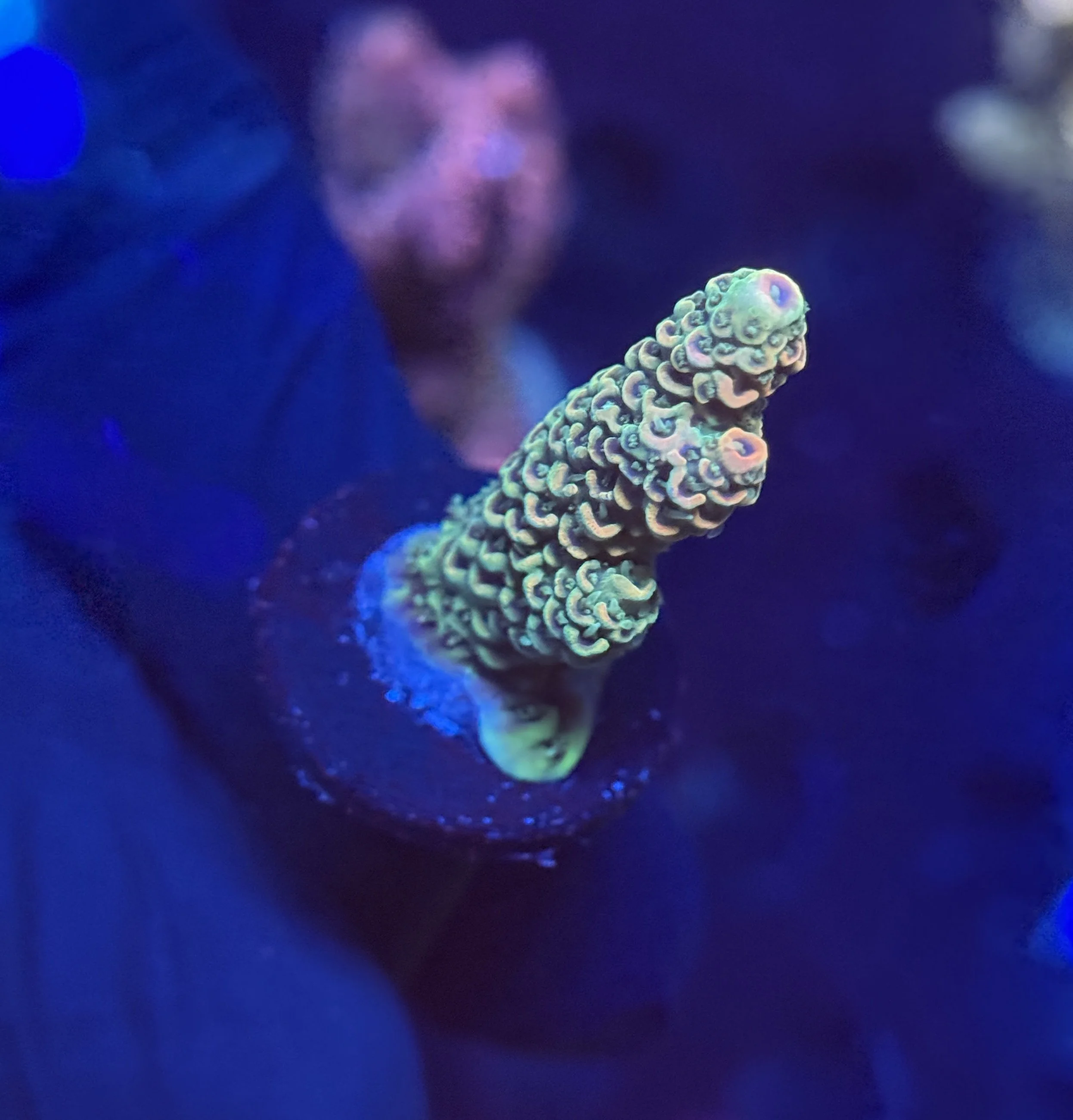 Acropora Frag 007
