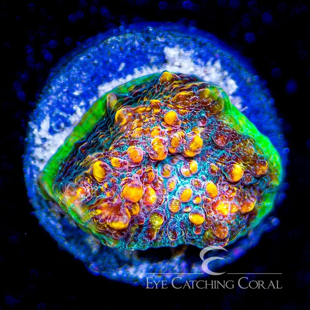 ECC Chalice Borealis Frag — Special Order [AC663]
