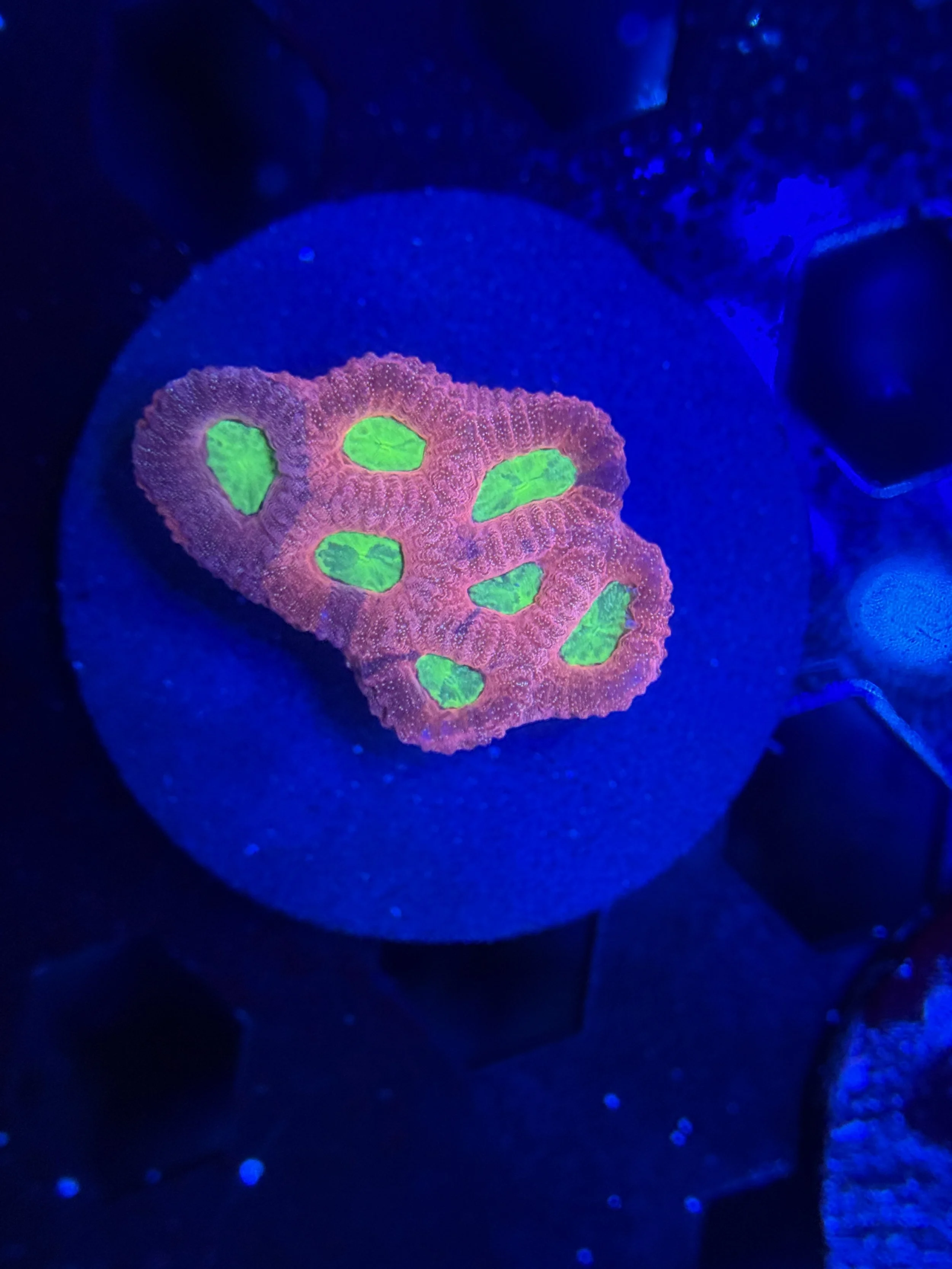 Ultra Red Favia Frag