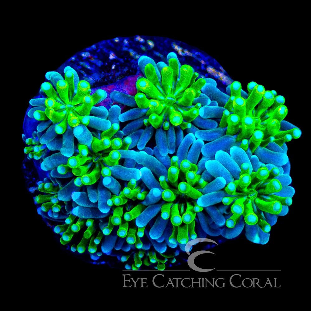 ECC Solstice Galaxea Frag — Special Order [AC1061]