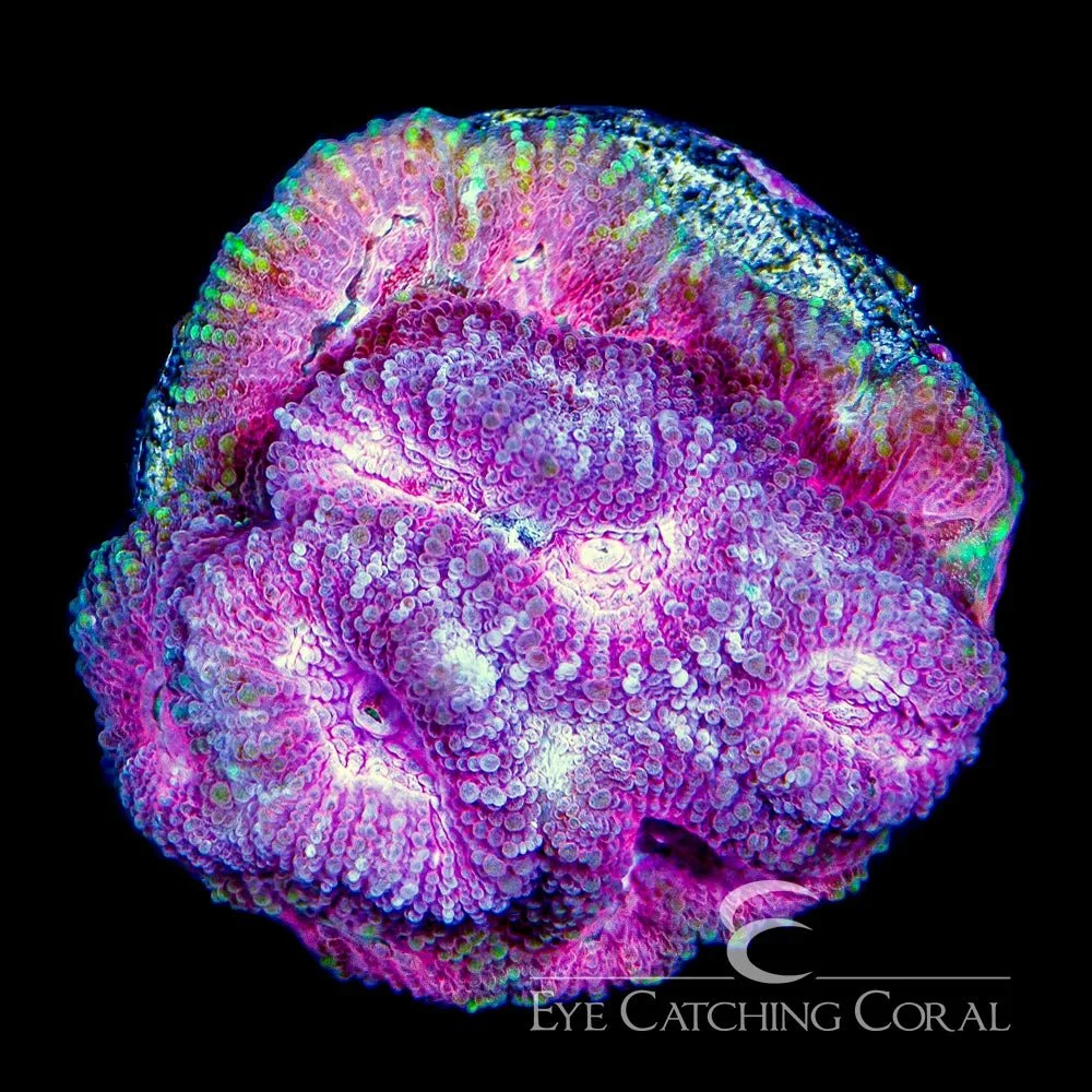ECC Brain-Freeze Favia Frag — Special Order [AC805]